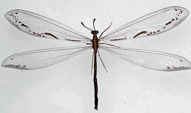 കേരളത്തിൽ ‘ആന്റ് ലയൺ’ വിഭാഗത്തിൽപ്പെട്ട രണ്ട് പുതിയ ഷഡ്പദങ്ങളെ കണ്ടെത്തി