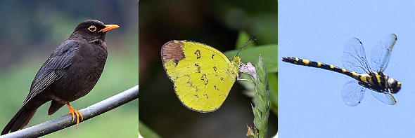പെരിയാർ കടുവാ സങ്കേതത്തിൽ 12 പുതിയ ജീവിവർഗ്ഗങ്ങളെ കണ്ടെത്തി