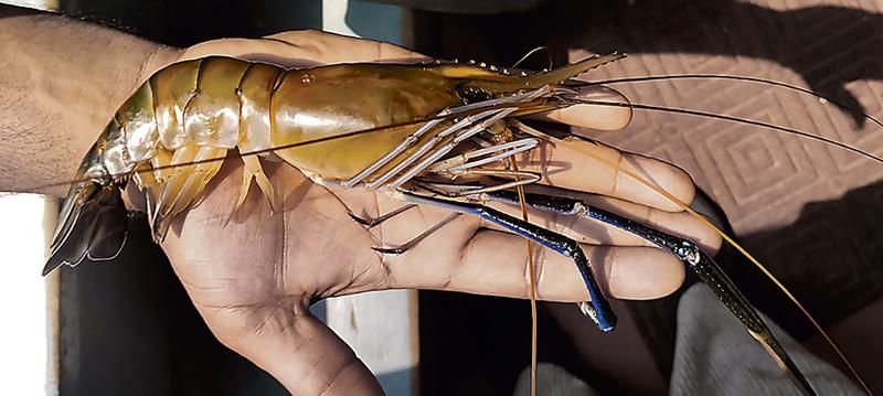 വേമ്പനാട് മത്സ്യക്കണക്കെടുപ്പ്: ഇത്തവണ 61 ഇനങ്ങൾ, മുൻ വർഷത്തെക്കാൾ കുറവ്